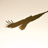 Во Владивостоке орланы пробудут примерно до начала марта — newsvl.ru