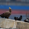 Лакомятся рыбой орланы по соседству с воронами и сороками — newsvl.ru
