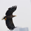 Орланы облетают всю территорию и высматривают добычу — newsvl.ru