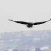 Размах крыльев орланов достигает 230 сантиметров — newsvl.ru