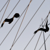 Орланы часто летают в паре — newsvl.ru