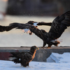 Бои орланы ведут как в воздухе, так и на берегу — newsvl.ru