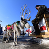 Северные олени приехали из зоопарка «Садгород» — newsvl.ru