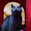 Британский голубой кот  — newsvl.ru