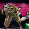 Кошка породы саванна — newsvl.ru