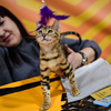 Бенгальская кошка — newsvl.ru