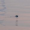 Наблюдать тюленей можно в проливе Босфор Восточный и в районе Токаревской кошки — newsvl.ru