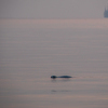 В поисках корма нерпы заплывают и в акваторию Владивостока — newsvl.ru