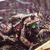 Обитатели тропы – жабы, которые совсем не боятся людей — newsvl.ru