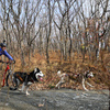 Еще одна категория ездового спорта – скутер: гонки спортсменов на самокате с собаками, одной или двумя — newsvl.ru