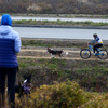 Не все собаки бежали, что было сил — newsvl.ru