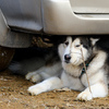 После забега маламут отдыхает возле машины — newsvl.ru