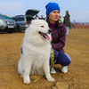 На чемпионате Приморья по ездовому спорту были представлены различные породы собак — newsvl.ru