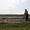 Еще одна категория ездового спорта – скутер: гонки спортсменов на самокате с собаками, одной или двумя — newsvl.ru
