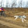 Маламут бежит по дистанции, его хозяин еле поспевает за собакой — newsvl.ru