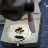 Гостям предложили рассмотреть в микроскоп строение насекомых — newsvl.ru