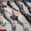 Речная рыба — в основном приморская — newsvl.ru