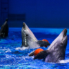 Танец дельфинов с мячиками — newsvl.ru