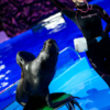 Морские котики - настоящие акробаты — newsvl.ru