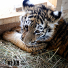 Право дать имя тигрице выкупили за 1 миллион рублей на благотворительном аукционе во Владивостоке