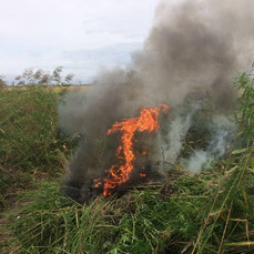 Более 26 тысяч кустов дикорастущей конопли сожгли в Чугуевском районе 