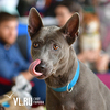 «Главное, воспитывать с рождения» — на выставке во Владивостоке оценили более 400 породистых собак (ФОТО)