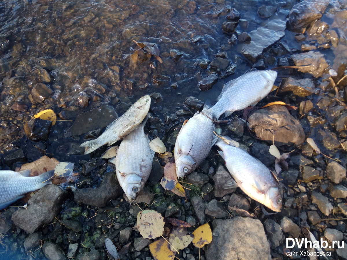 Дохлые рыбы в воде. Замор рыбы Астраханской. Мертвая рыба на берегу реки.