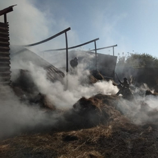 Пожар в конно-спортивном клубе во Владивостоке уничтожил запасы сена на зиму 