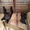 Двух осиротевших гималайских медвежат спасли в Приморье (ФОТО)