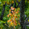 Пока листья совсем не опали, самое время гулять по осеннему лесу — newsvl.ru