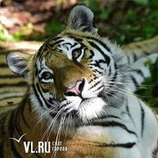 Тигрицу из приморского центра реабилитации отправили в зоопарк Красноярского края 