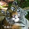 Тигрицу из приморского центра реабилитации отправили в зоопарк Красноярского края (ФОТО)