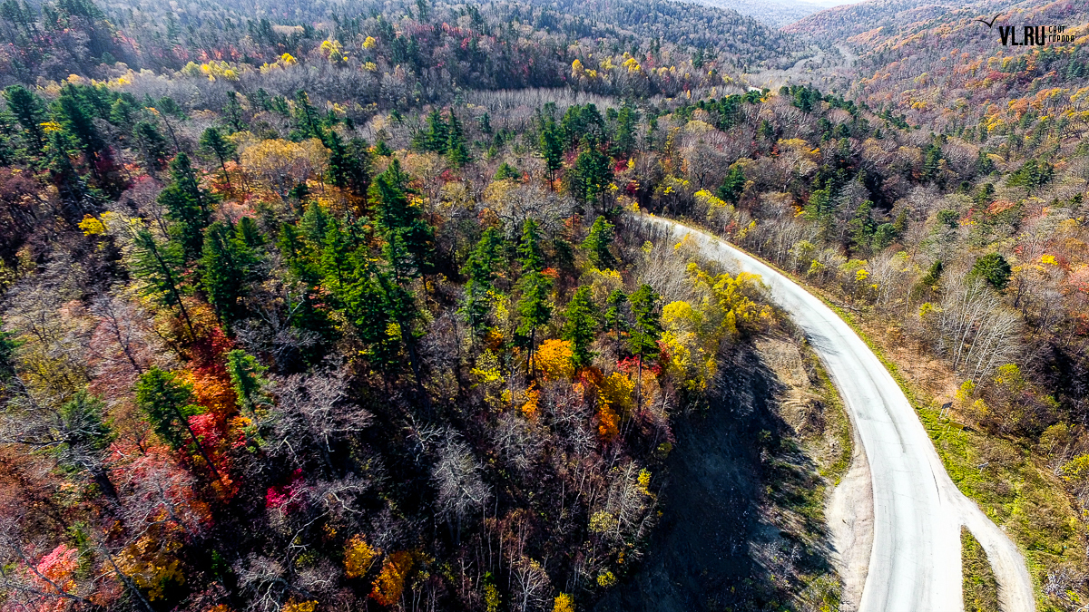 Лес Приморского Края Фото