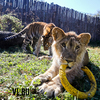 Игрушка, которая стала ненужной: «домашнего» африканского льва отдали в зоопарк во Владивостоке (ФОТО)