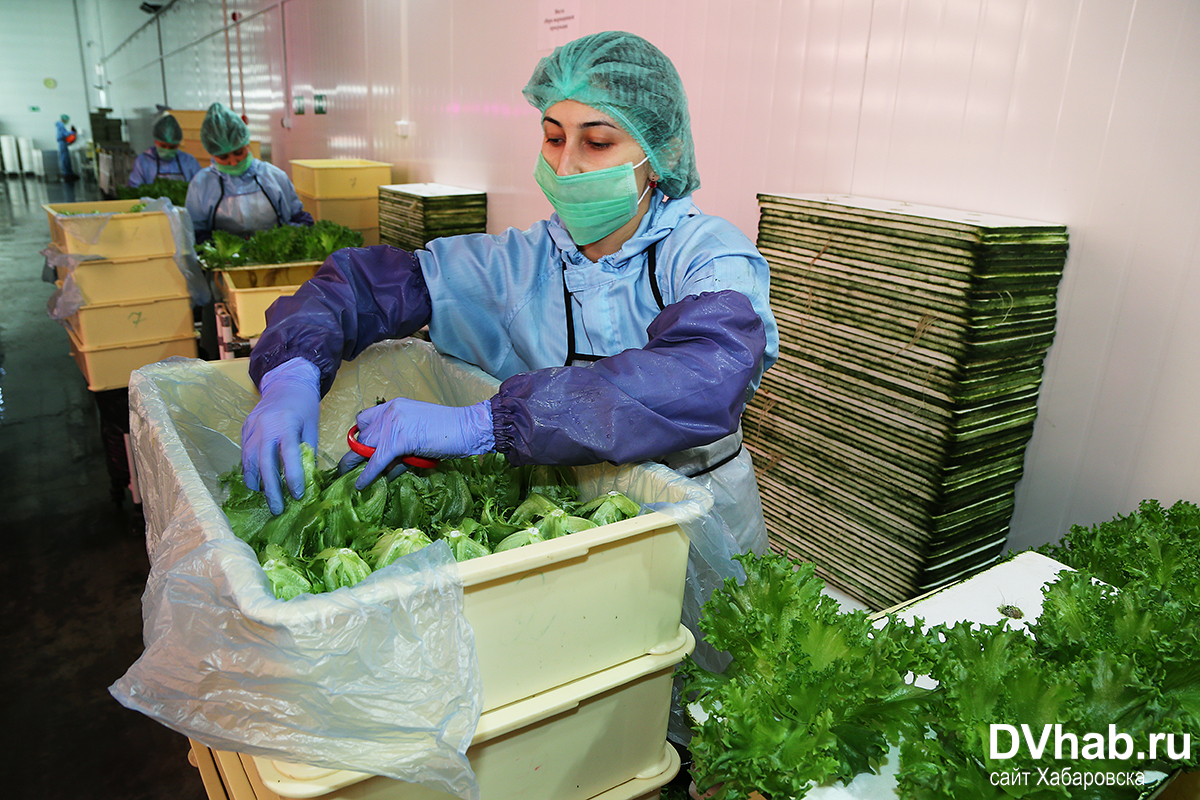 Писка, жопа, трусики