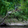 В день паводка сносило деревья — newsvl.ru