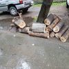 Упавшее дерево уже было распилено — newsvl.ru