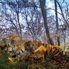 Превратившиеся в один полосатый комок тигрята несколько раз врезались в спящую мать — newsvl.ru