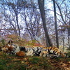 В объективе камеры оказалась взрослая тигрица под номером T 7F — newsvl.ru