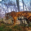 Серию интересных фотоснимков семейства амурских тигров получили ученые «Земли леопарда» — newsvl.ru