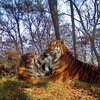 Взрослой тигрице не было дела до возни малышей, пока не досталось и ей — newsvl.ru