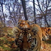Спустя несколько минут к ней присоединились два тигренка: малыши подошли вплотную к автоматической камере и несколько раз ударили ее лапами — newsvl.ru
