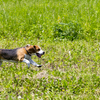 Животные бегают в полях охотно и с удовольствием — newsvl.ru