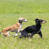 Круг почти в километр собаки пролетают за пару минут — newsvl.ru