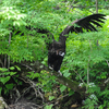Несмотря на то, что черный гриф — самая большая из живущих в России птиц, она совершенно безобидна и никогда не охотится — newsvl.ru