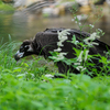 Несмотря на то, что черный гриф — самая большая из живущих в России птиц, она совершенно безобидна и никогда не охотится  — newsvl.ru