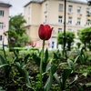 Более 400 тысяч различных цветов украсят газоны и клумбы Владивостока в этом году — newsvl.ru