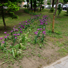 Работы у сквера Суханова по высадке цветов идут полным ходом — newsvl.ru