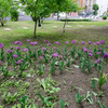 Селекционеры из года в год пробуют новые сочетания в цветочных композициях, высаживая новые растения — newsvl.ru