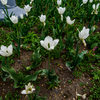 На Заре пока еще рано высаживать композиции — здесь горожан еще радуют белые тюльпаны — newsvl.ru